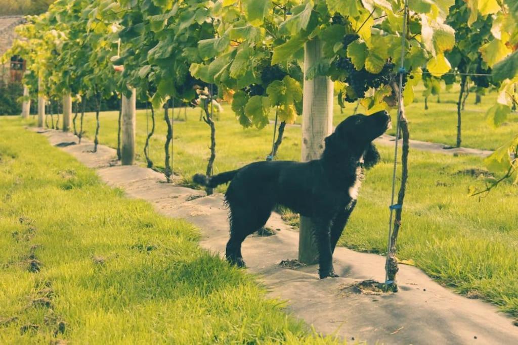 Vineyard Country Cottage Llanerch-Aeron Esterno foto