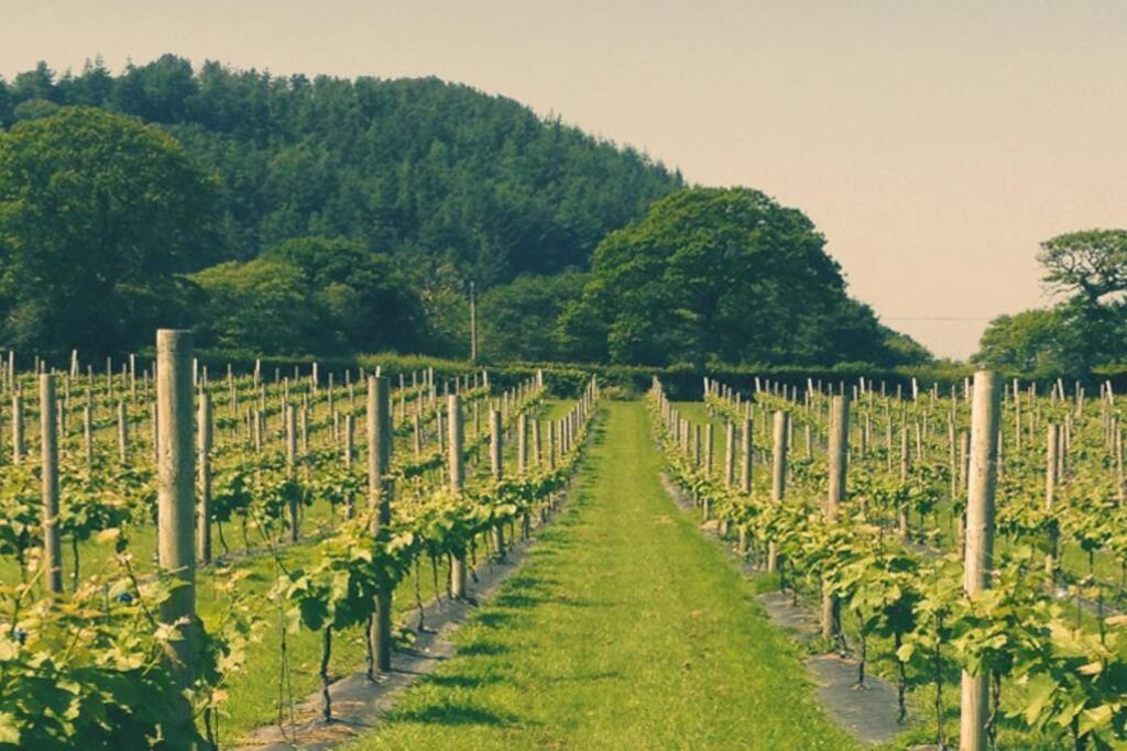 Vineyard Country Cottage Llanerch-Aeron Esterno foto